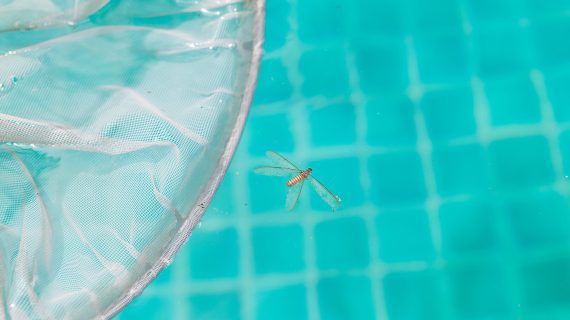 How Can I Keep Bugs Out of My Pool?