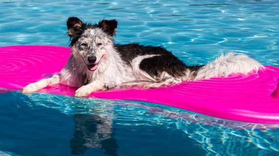 How Can You Keep Pets Safe Around the Pool?